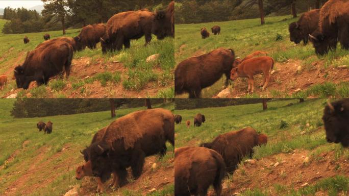 野牛（美洲水牛）和小牛在牧场上吃草。非常适合主题为驯养动物、牧场、食品生产、自然、美国文化、季节性、
