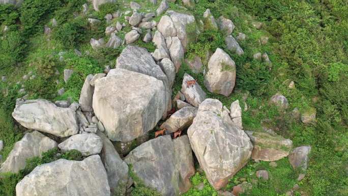 山上的山羊在岩石峭壁上爬行山上石头羊群