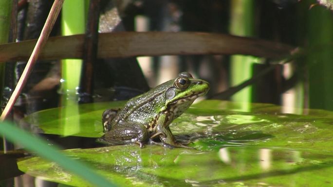一只青蛙坐在一片大绿叶上。睡莲叶子在平静的水中。然后跳开池塘。背景是芦苇。