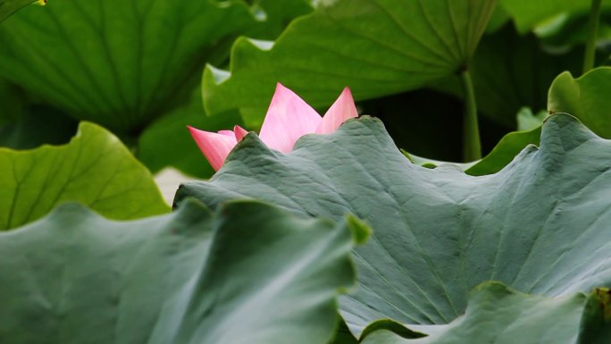 池塘里的睡莲。