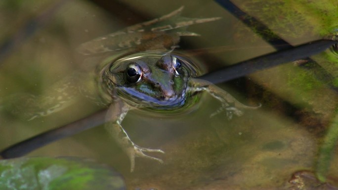 一只青蛙静静地躺在池塘里的一根小芦苇枝上。