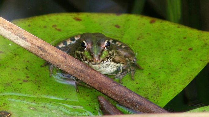 从前面的图片。一只青蛙坐在一片大绿叶上。睡莲叶子在平静的水中。池塘，在他面前的芦苇，一根树枝。