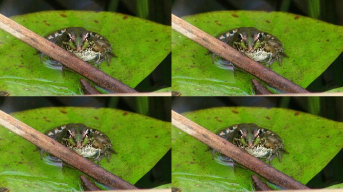 从前面的图片。一只青蛙坐在一片大绿叶上。睡莲叶子在平静的水中。池塘，在他面前的芦苇，一根树枝。