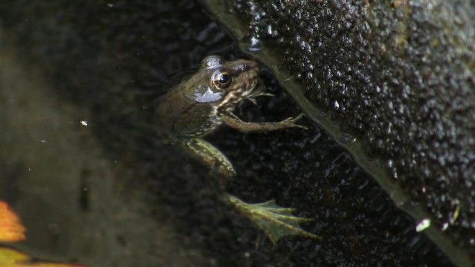 一只青蛙一动不动地挂在水里的树枝上；休息并游走。