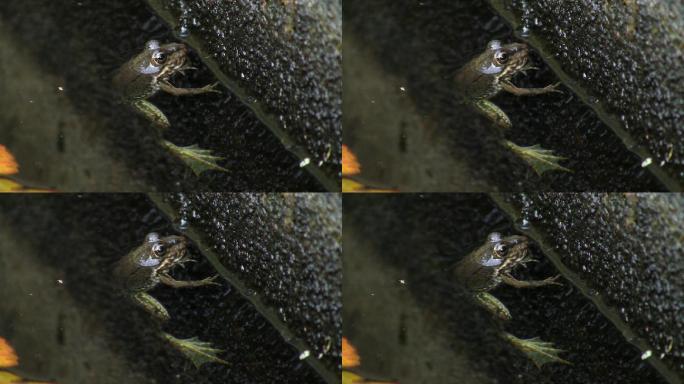 一只青蛙一动不动地挂在水里的树枝上；休息并游走。