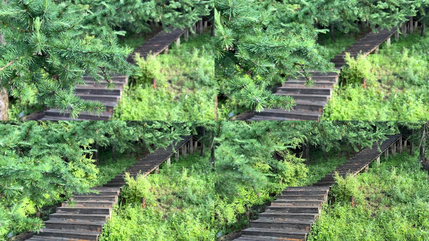 山顶木质步道