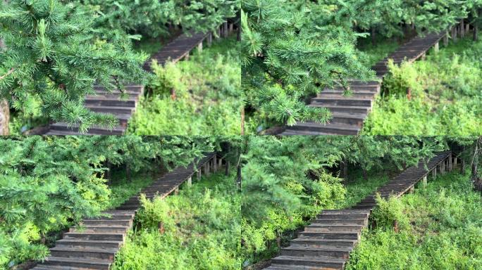 山顶木质步道