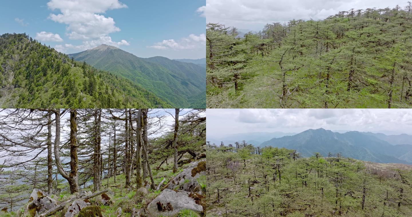 航拍秦岭天华山原始森林风光