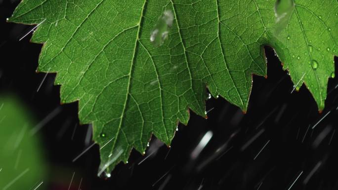 葡萄藤葡萄叶子在风雨中