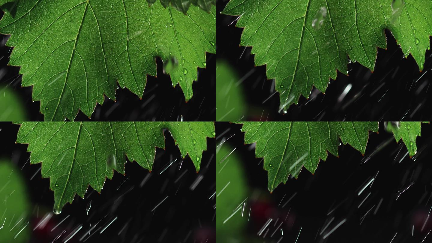 葡萄藤葡萄叶子在风雨中