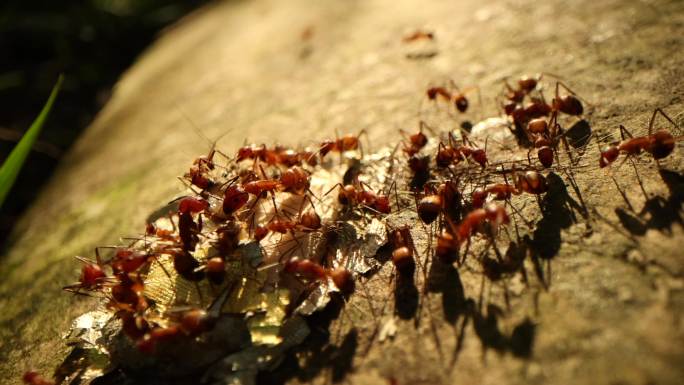 蚂蚁觅食动物世界唯美