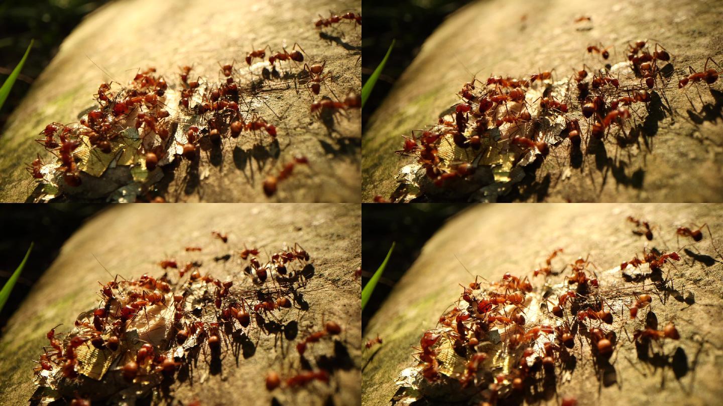 蚂蚁觅食动物世界唯美