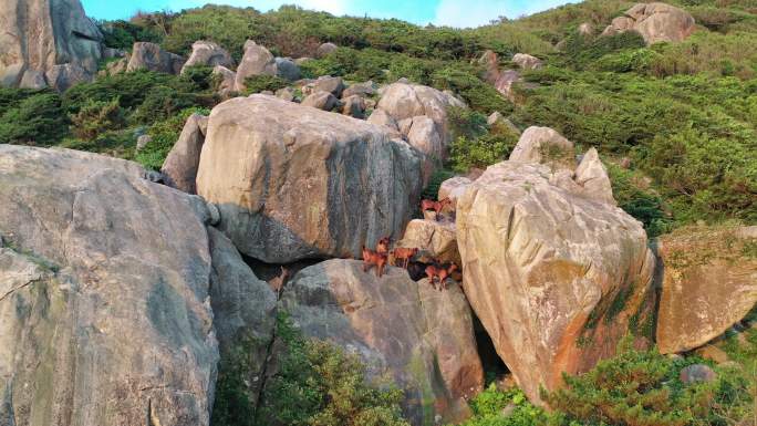 山上的山羊在岩石峭壁上爬行山上石头羊群