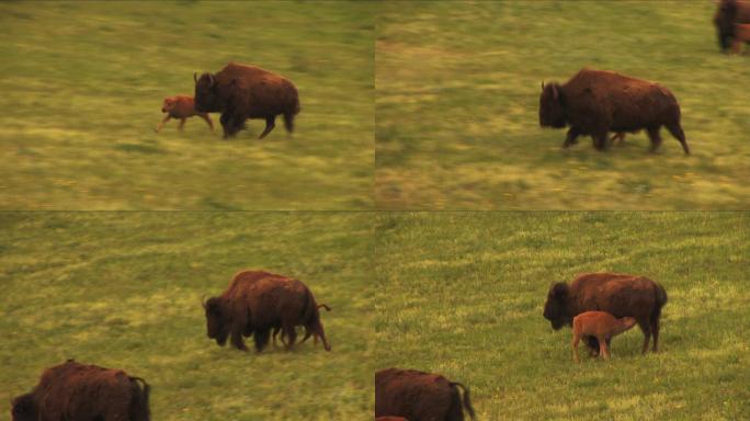 野牛和哺乳的小牛在春天的牧场上吃草。漂亮的高清照片，水牛在茂盛的春季草地上吃草，新生的小牛在哺乳。非