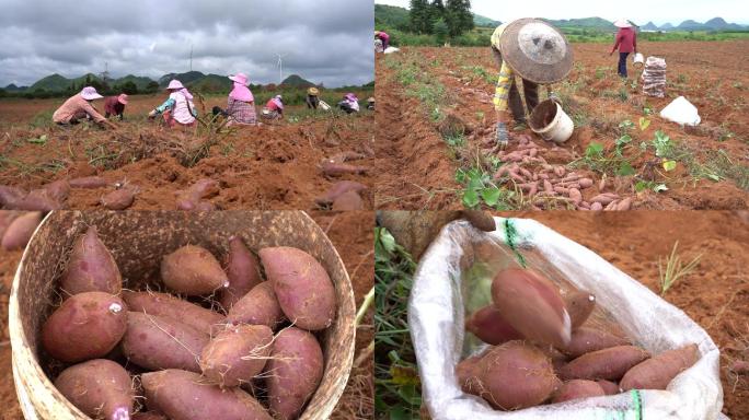 红薯 农民丰收