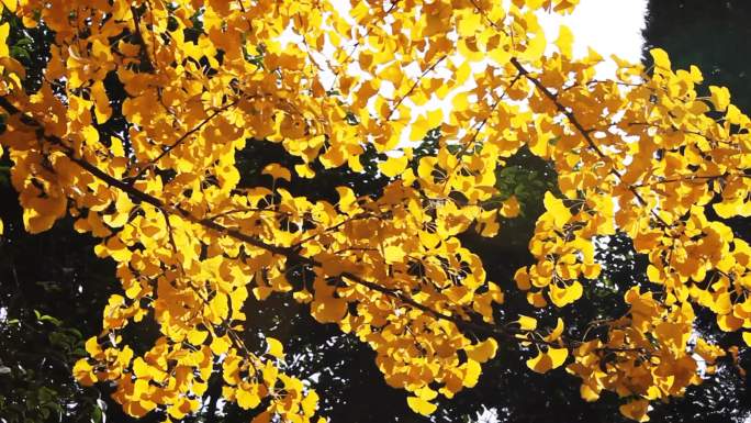秋天，少女树的叶子在风中摇曳