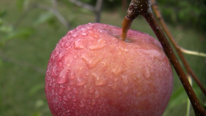苹果特写挂在一根苹果树枝上。