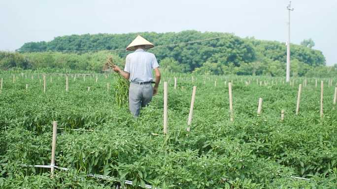 辣椒采摘