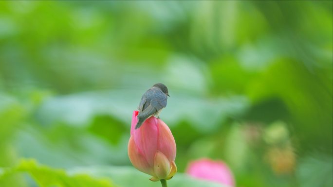 夏日