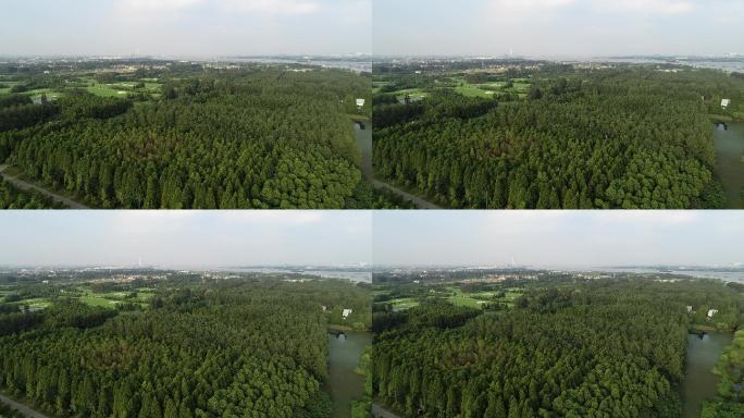 扬州润扬森林公园