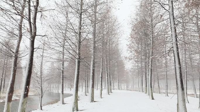 唯美水杉林雪景