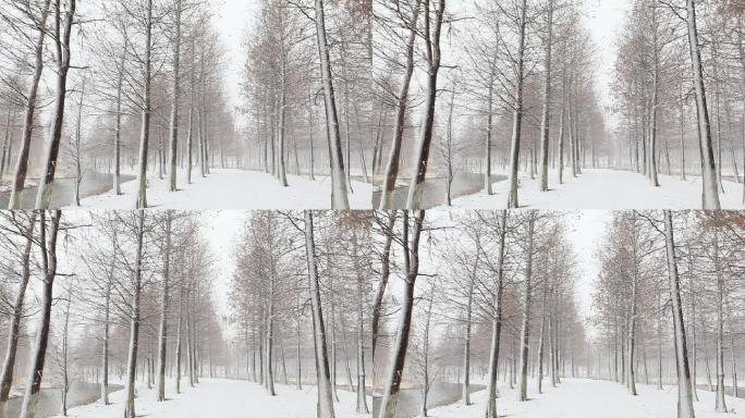 唯美水杉林雪景