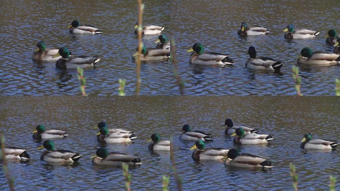 几只绿头鸭在水中翻腾