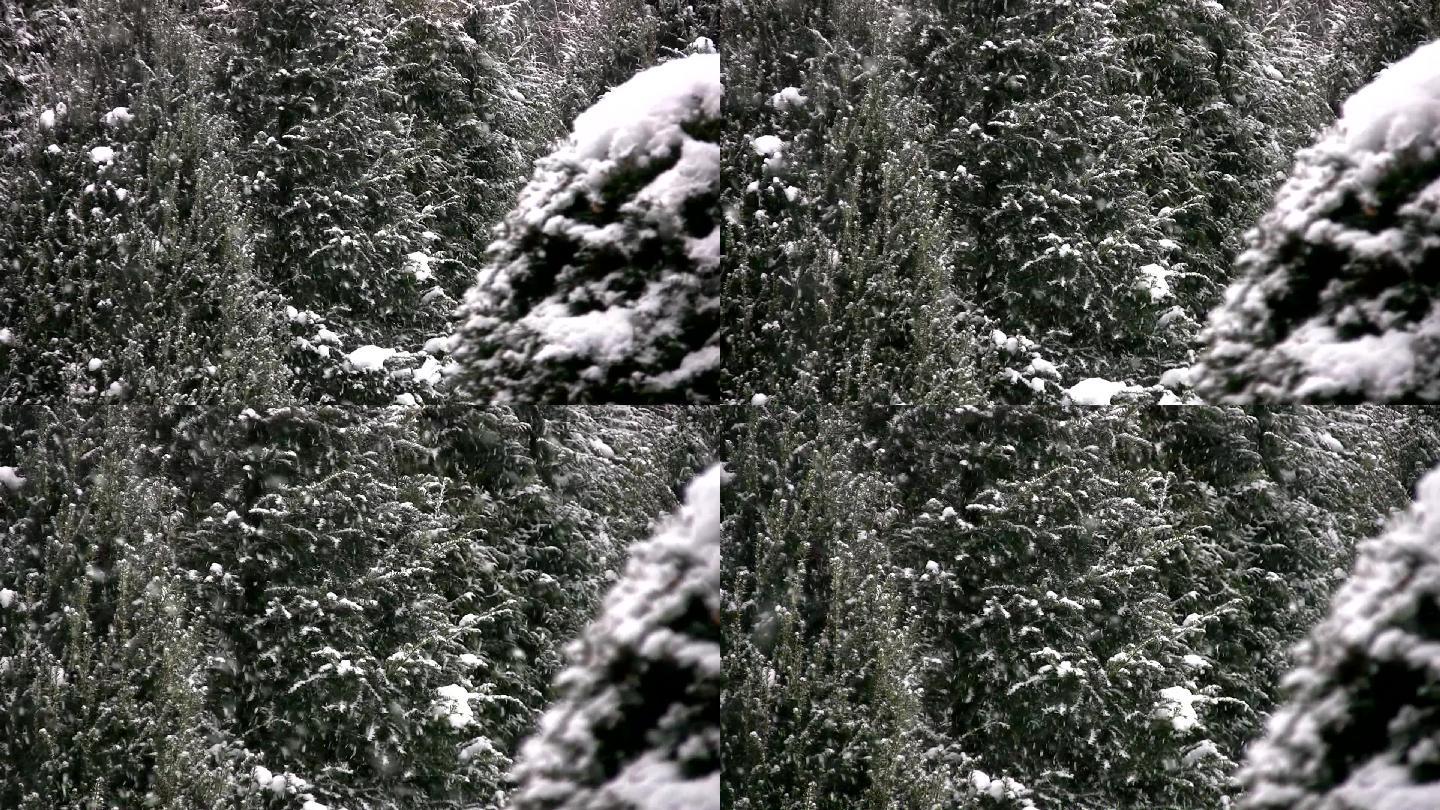 雪，雪，紫杉