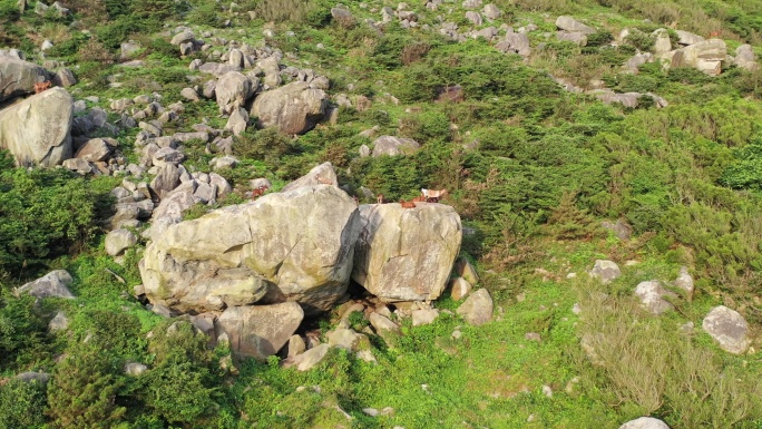 山上的山羊在岩石峭壁上爬行山上石头羊群