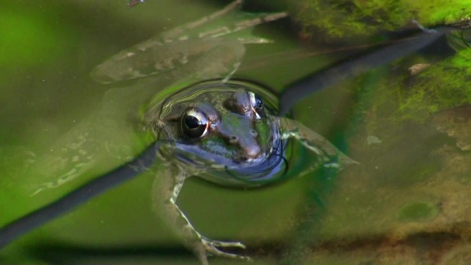 一只青蛙静静地躺在一根小树枝上，一根芦苇插在池塘的水里，然后游走了。
