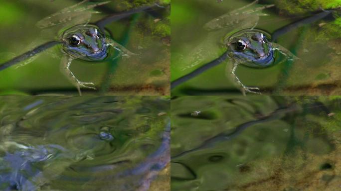 一只青蛙静静地躺在一根小树枝上，一根芦苇插在池塘的水里，然后游走了。