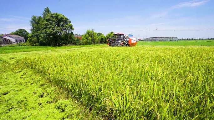 实拍丰收季节水稻机械收割机农忙5