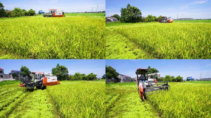 实拍丰收季节水稻机械收割机农忙5