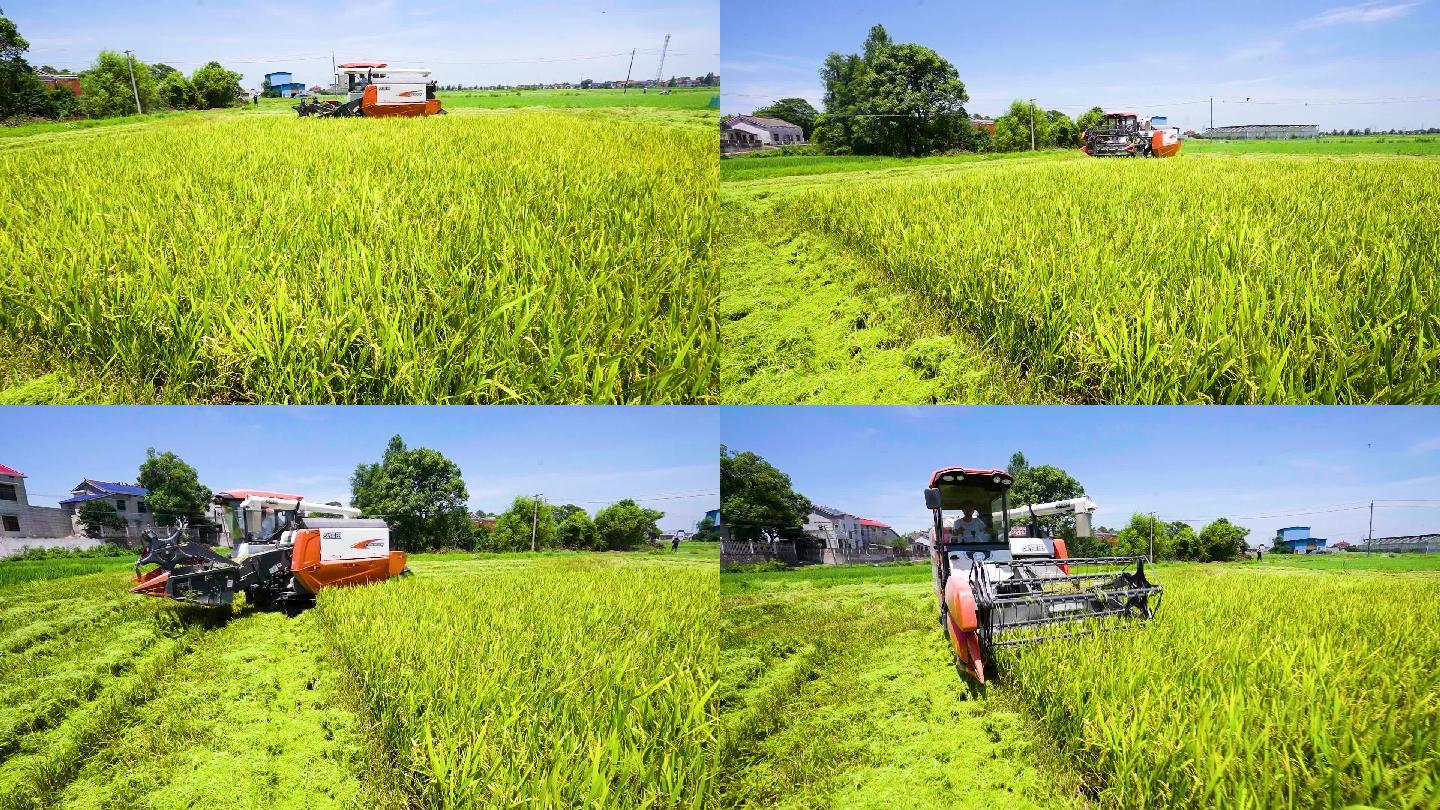 实拍丰收季节水稻机械收割机农忙5