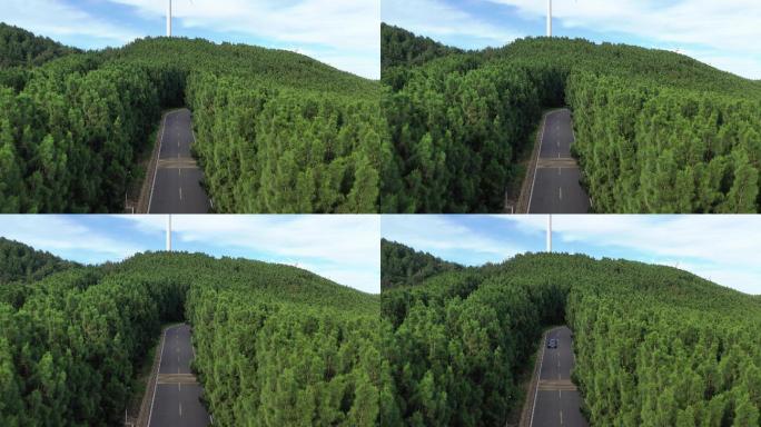 汽车行驶在森林公路旅行自驾游