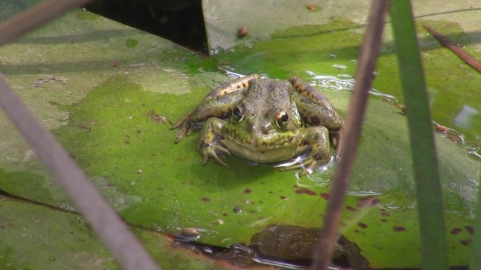 从正面拍摄。一只青蛙坐在一片大绿叶上。平静的池塘里的睡莲叶。