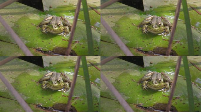 从正面拍摄。一只青蛙坐在一片大绿叶上。平静的池塘里的睡莲叶。