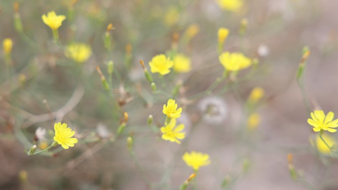 野花 野草 花 花草 绿植