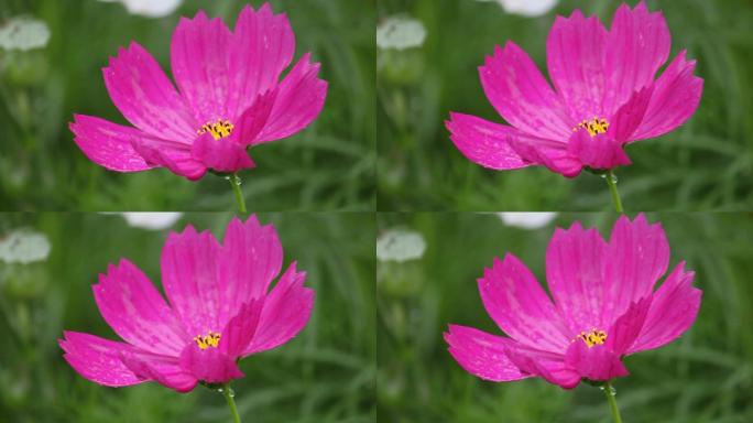 夏天野花的特写镜头。