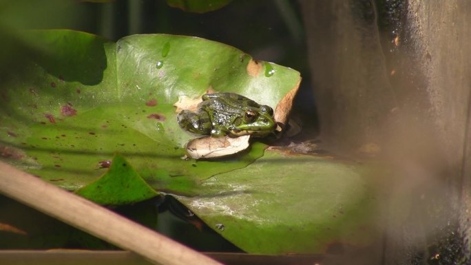 一只青蛙坐在一片大绿叶上。平静的水中的睡莲叶。池塘。