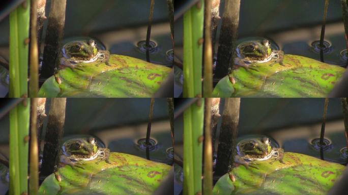 一只青蛙坐在叶子的边缘，睡莲叶子在平静的水池里；他周围有芦苇。