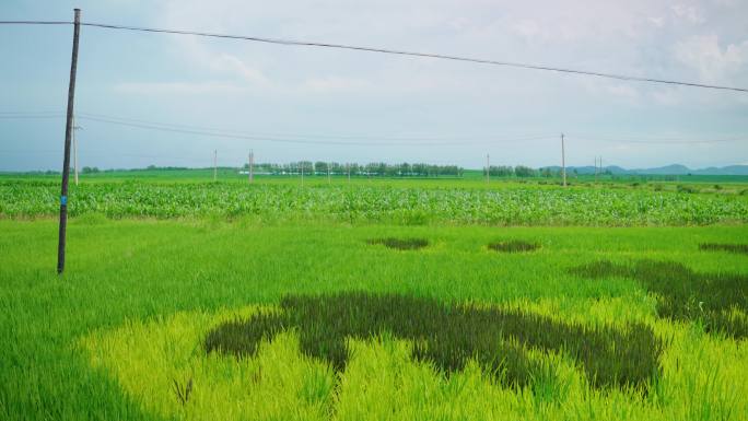 4k美丽的田野乡村景色美景稻田