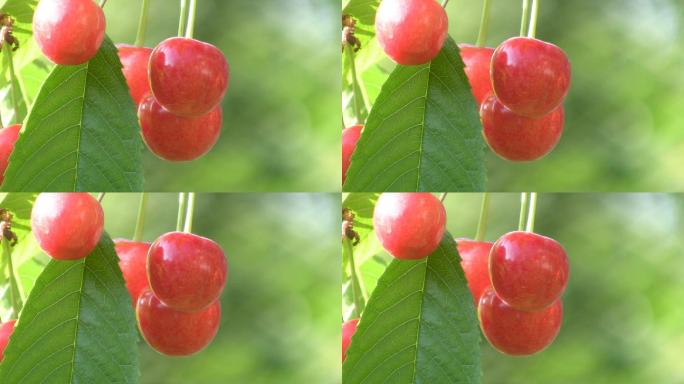 成熟的甜樱桃浆果挂在树上。