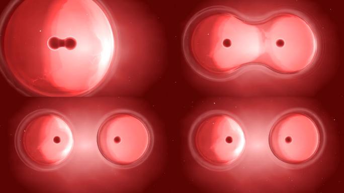 红背景下的细胞增殖过程