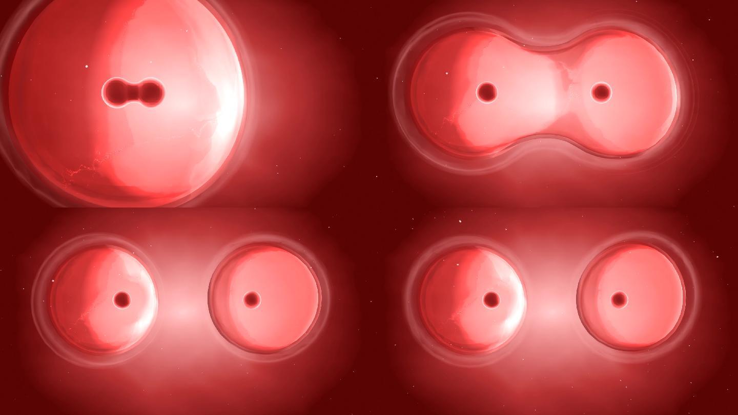 红背景下的细胞增殖过程