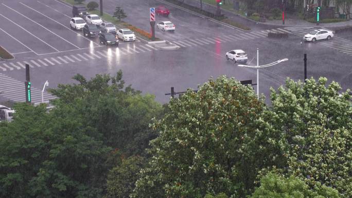 瓢泼大雨中的大树和街口