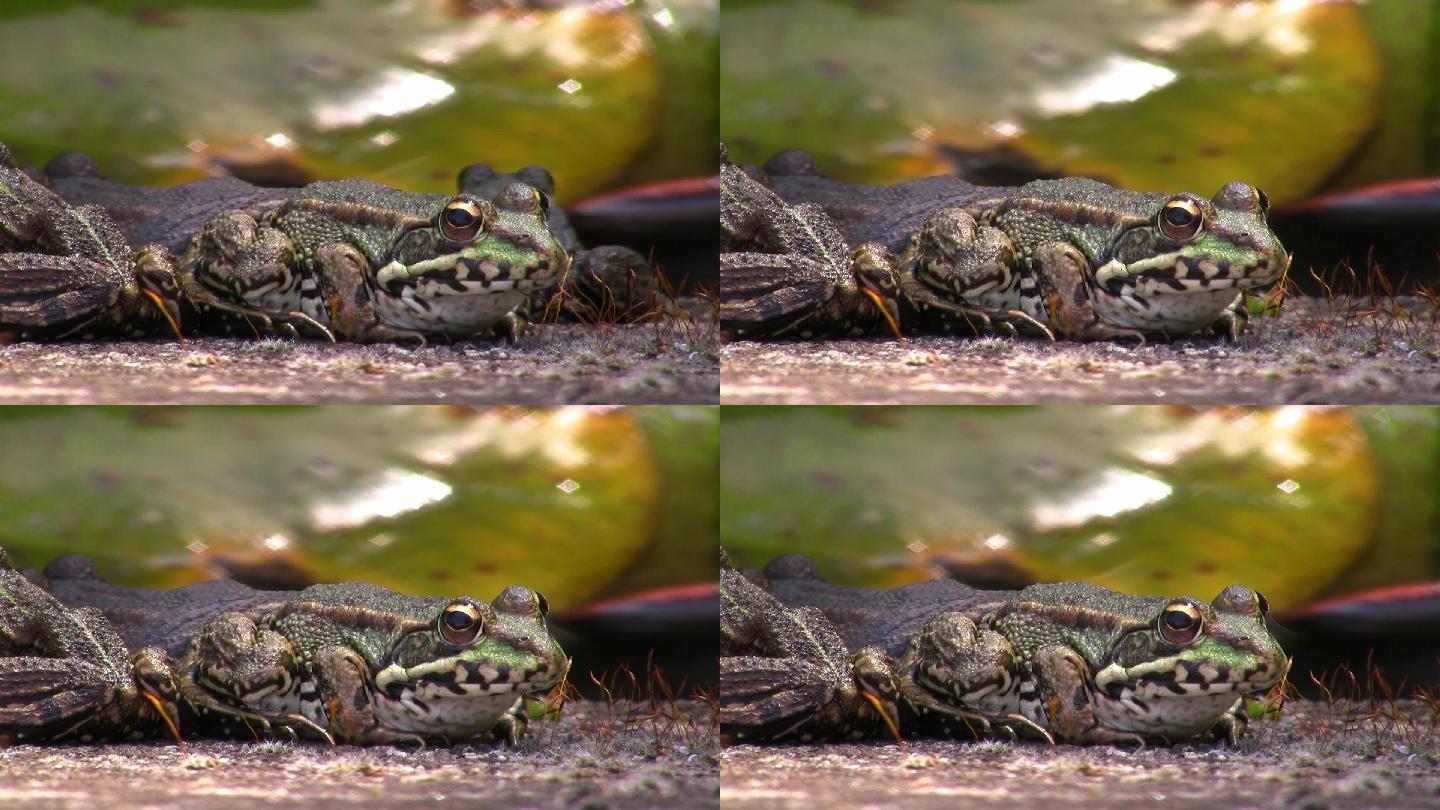 前景中有一只青蛙，后面是黑色地面上的其他青蛙；一个接一个地跳开。背景是一片大叶。