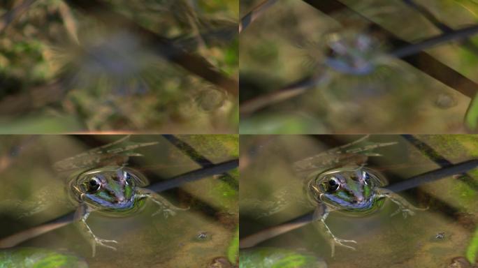 一只青蛙静静地躺在池塘里的一根小芦苇枝上。