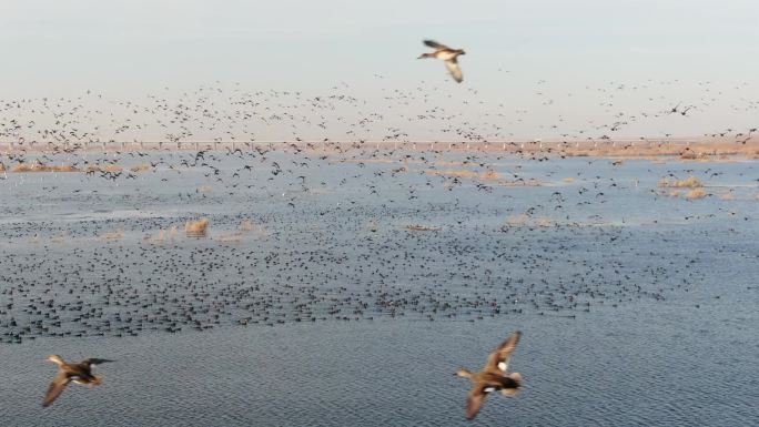 洪泽湖湿地鸟群