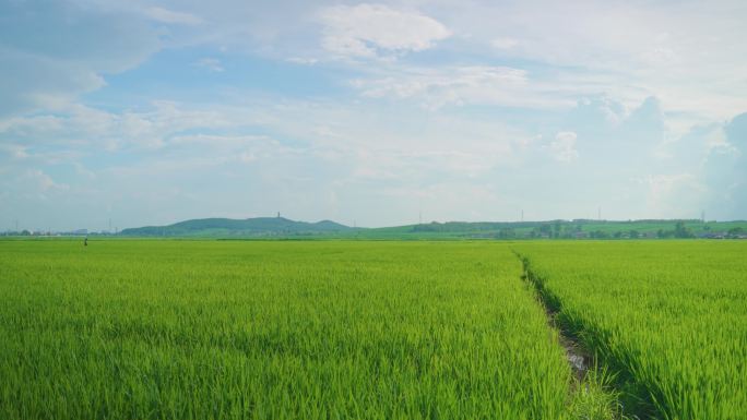 4k美丽的田野乡村景色美景稻田